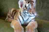 Tiger cub playing with a dog - Tigrinho brincando com cão - YouTube