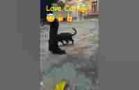 #Shorts #Cats A cat that walks on its own. #like #respect #congratulation - YouTube