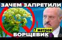 Борщевик - нас всех убьёт? Биооружие запада или ошибка генетиков? - YouTube