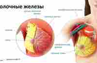 Здоровье молочной железы