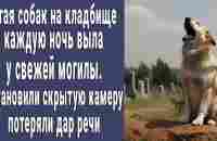 На кладбище каждую ночь выла стая собак. Установили камеру - потеряли дар речи от увиденного - YouTube