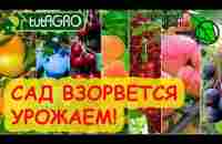 ОТ ЭТОЙ ПОДКОРМКИ САД ВЗОРВЕТСЯ УРОЖАЕМ! Хватит и 1 раза в 2-3 года! Вишни, черешни, яблони... ВСЁ! - YouTube