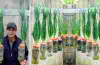 Growing Onions with just a few small plastic bottles, great results - YouTube