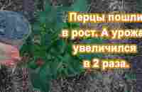 1 ст.л и Перцы в Миг пойдут в бурный рост и болеть не будут. Рабочая подкормка для Сладкого перца. - YouTube