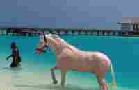 Horseplay in the turquoise waters of Maldives [Video] | Cute cats and dogs, Beautiful horses, Animals beautiful