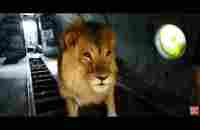 Огромный лев, который ЖИВЕТ в САМОЛЕТЕ! A huge lion that LIVES on a PLANE! - YouTube