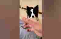 Watch the Most Intelligent Dog Do Something You Wont Believe! - YouTube