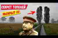 Зачем в СССР везде сажали тополя? Секрет раскрыт! - YouTube