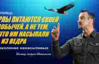 ОРЛЫ ПИТАЮТСЯ ДОБЫЧЕЙ, А НЕ ТЕМ, ЧТО ИМ НАСЫПАЛИ ИЗ ВЕДРА. Проповедь. Пастор Андрей Шаповалов. - YouTube