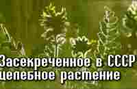 Трава ЖИЗНИ, засекреченная Сталиным - YouTube