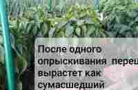 Рассада перца не растёт и желтеет пора ей помочь. Чем подкормить перец для быстрого роста.часть 2 - YouTube