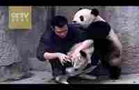 Cute Alert! Clingy pandas don’t want to take their medicine - YouTube