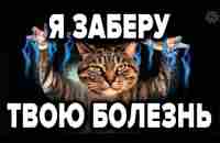 КАК ЖИВОТНЫЕ ЗАБИРАЮТ НАШИ БОЛЕЗНИ И СМЕРТЬ - YouTube