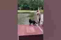 Dogs (Buster & Jazz) panic when owner swings out and falls into lake, then swim out to rescue him. - YouTube