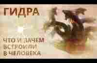 ГИДРА ч 1 Лимфа, грибы, энергетические паразиты - YouTube