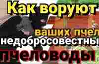 Как воруют ваших пчел. - YouTube