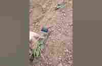 New Sweet Potato Farming Tool #satisfying #shot - YouTube