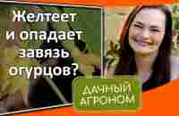 Желтеет и опадает завязь огурцов? Действуйте правильно! - YouTube