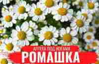 РОМАШКА /О правилах сбора, нюансах заготовки и приготовлении полезных настоев/Аптека под ногами - YouTube