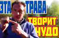 Эта ТРАВА заменит вам целую аптеку... Растет везде а мы и не знаем. - YouTube