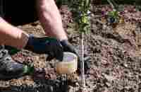 Why didnt I know this method before? Ant colonies and aphids are gone! - YouTube