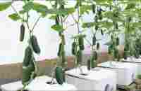 A special method of growing baby cucumbers at home - Fruits come out a lot from the root to the top - YouTube