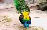 Pin by Worldofmysoul on Animals videos | Beautiful birds, Pretty birds, Most beautiful birds