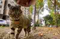 Cat with GoPro fights and asserts dominance | Compilation - YouTube