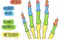 Huesos de la mano en 2023 | Anatomia del hueso, Huesos anatomia, Hueso de la mano