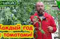 КАК САЖАТЬ ТОМАТЫ ПО ТОМАТАМ. В теплице и в огороде. Каждый год будете с урожаем. - YouTube