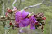 Tibouchina - Wikipedia