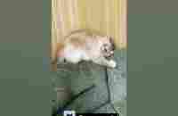 Самые смешные коты /Приколы с котами/СМЕШНЫЕ ЖИВОТНЫЕ 2023/Funny cats/Funniest Cats/Gatos engraçados - YouTube