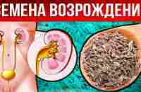 Вот зачем нужны СЕМЕНА УКРОПА на САМОМ ДЕЛЕ! / Что творит УКРОП с организмом? - YouTube