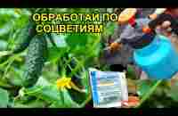 ОГУРЦЫ ОБОЖАЮТ ЭТУ ПОДКОРМКУ.ПУСТО ЦВЕТОВ НЕ БУДЕТ.ПЛОДОНОСЯТ ДО ПОЗДНЕЙ ОСЕНИ.БОРНОЯ КИСЛОТА +....? - YouTube