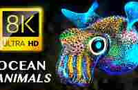 Enchanting Creatures of the Ocean 8K VIDEO ULTRA HD - YouTube