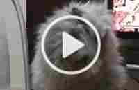 #персидскийкот #персидскаякошка #кошкамята #persiancat #котеноквырос #... | TikTok