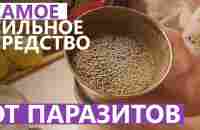 САМОЕ СИЛЬНОЕ СРЕДСТВО ОТ ПАРАЗИТОВ (ГЛИСТОВ) - YouTube