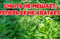 ВКУСНАЯ И ПОЛЕЗНАЯ ЗАГОТОВКА ИЗ СОРНЯКА СНЫТЬ - YouTube