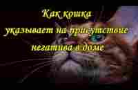 КАК КОШКА УКАЗЫВАЕТ НА ПРИСУТСТВИЕ НЕГАТИВА В ДОМЕ The cat and the evil spirit - YouTube