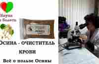 ОСИНА - ОЧИСТИТЕЛЬ КРОВИ -||- ВСЕ ОБ ОСИНЕ -||- КОРА ОСИНЫ ЛЕЧЕНИЕ - YouTube