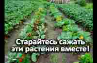 Старайтесь сажать эти растения вместе! - YouTube