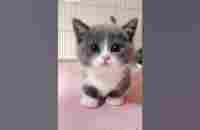 قطط صغيرة كيوت - YouTube