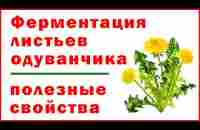 Ферментация листьев одуванчика и их полезные свойства - Dandelion leaf fermentation and benefits - YouTube